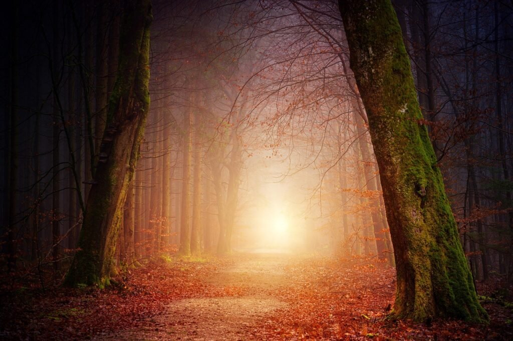 nature, forest, nature wallpaper, trees, light, sun, fog, foggy, sunset, shadow, nature background, autumn, mood, branches, landscape, away, path, aesthetic, bare branches, leaves, fall foliage, kahl, beautiful nature, secret, mystical, bill, dream, ray of light, orange, deciduous forest, lighting, forest path, romantic, atmospheric, fall color, walk, light tunnel, magic, hd wallpaper, cool wallpaper