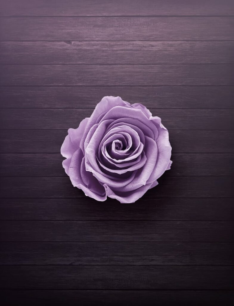 A beautiful light purple rose centered on a dark wooden background, perfect for floral design.